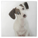 Zoek naar chihuahua tegels Natuur