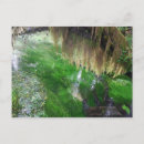 Zoek naar hoh regenwoud posters Washington