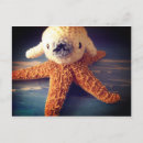 Zoek naar zeehond briefkaarten Voor iedereen