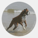 Zoek naar water hond stickers Foto
