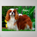 Zoek naar cavalier king charles spaniel puppy posters Ckcs