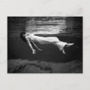 Zoek naar toga briefkaarten Vintage