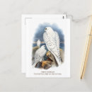 Zoek naar valk briefkaarten Natuur