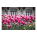 Zoek naar paarse tulpen posters Moeder