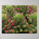 Zoek naar sonora woestijn posters Succulent