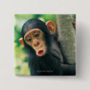 Zoek naar chimpansee buttons Wild