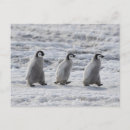 Zoek naar baby pinguïn briefkaarten Sneeuw