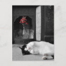 Zoek naar pussycat briefkaarten Schattig