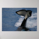 Zoek naar walvis staart posters Blauw