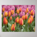 Zoek naar keukenhof posters Detail