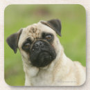 Zoek naar pug onderzetters Headshot