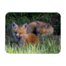 Zoek naar vossen magneten Wild