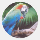 Zoek naar amazone stickers Vogel