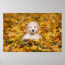 Zoek naar goldendoodle kunst Dog