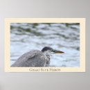 Zoek naar heron fotografie Vogels