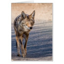 Zoek naar woestijnen briefkaarten Arizona