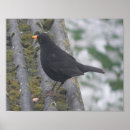 Zoek naar lijster posters Vogel