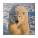Zoek naar ijsbeer tegels Nanook