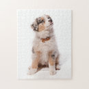 Zoek naar australian shepherd puzzels Puppy