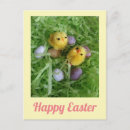 Zoek naar pasen kuiken briefkaarten Happy easter