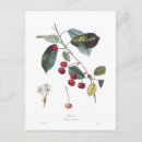Zoek naar prunus briefkaarten Fruit