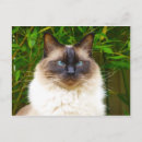 Zoek naar handsome briefkaarten Liefde