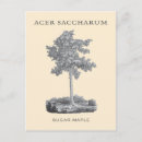 Zoek naar acer briefkaarten Vintage