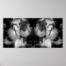 Zoek naar witte boom posters Fotografie