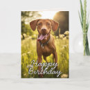 Zoek naar vizsla honden kaarten Hondenliefhebber