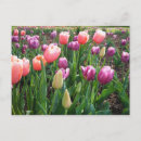 Zoek naar tulpen briefkaarten Paars