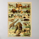 Zoek naar afrikaanse dieren posters Olifant