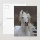 Zoek naar friesian briefkaarten Bob langers