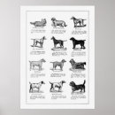 Zoek naar vintage dieren posters Hond