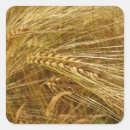 Zoek naar tarwe stickers Thanksgiving
