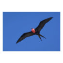 Zoek naar frégate posters Fregat