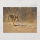 Zoek naar larve posters Lie