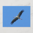 Zoek naar opslag briefkaarten Vogel