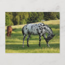 Zoek naar paard briefkaarten Western