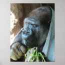 Zoek naar grappige dierentuin posters Gorilla