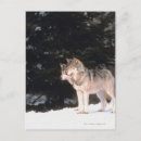 Zoek naar grijze wolven briefkaarten Natuur