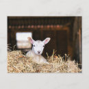 Zoek naar pasgeboren baby briefkaarten Schattig