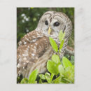 Zoek naar owl briefkaarten Blad
