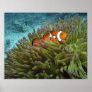 Zoek naar zeeanemoon posters Zee leven