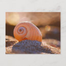 Zoek naar shell briefkaarten Zeeschol