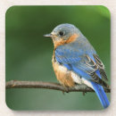 Zoek naar oostelijk onderzetters Blauwvogel