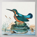 Zoek naar kingfisher kunst Kleurrijk