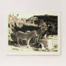 Zoek naar zebras puzzels Wilde dieren