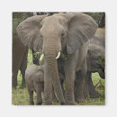 Zoek naar afrikaanse olifanten magneten Tanzania