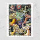 Zoek naar ernst haeckel briefkaarten Zee