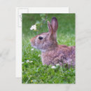 Zoek naar wild rabbit briefkaarten Bunnies